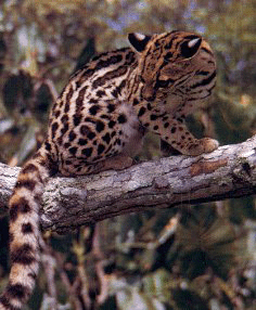 margay3