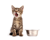 kitten&foodbowl