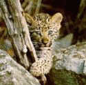 leopardkit