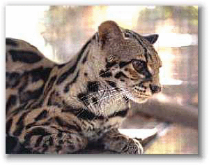 margay 2