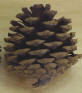 pinecone