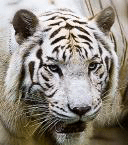 whitetiger